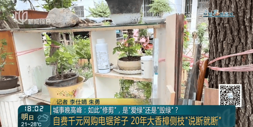 皇冠信用網在线申请
_上海一小区20年香樟说砍就砍皇冠信用網在线申请
！八旬老爷叔：拿我怎么样？