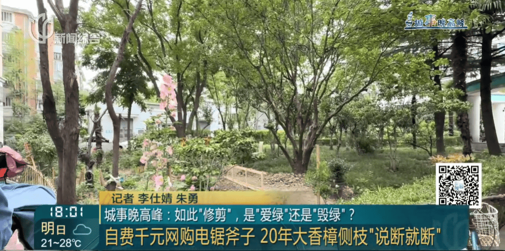 皇冠信用網在线申请
_上海一小区20年香樟说砍就砍皇冠信用網在线申请
！八旬老爷叔：拿我怎么样？