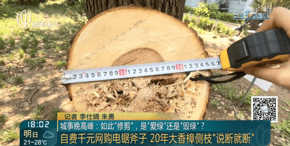 皇冠信用網在线申请
_上海一小区20年香樟说砍就砍皇冠信用網在线申请
！八旬老爷叔：拿我怎么样？