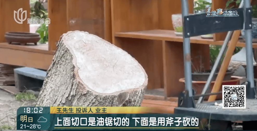 皇冠信用網在线申请
_上海一小区20年香樟说砍就砍皇冠信用網在线申请
！八旬老爷叔：拿我怎么样？