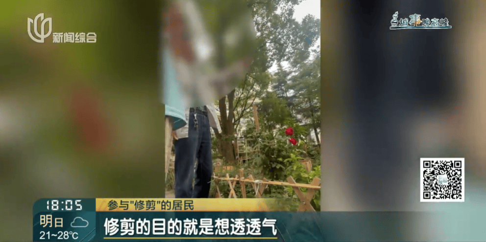 皇冠信用網在线申请
_上海一小区20年香樟说砍就砍皇冠信用網在线申请
！八旬老爷叔：拿我怎么样？