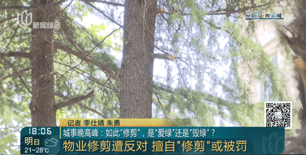 皇冠信用網在线申请
_上海一小区20年香樟说砍就砍皇冠信用網在线申请
！八旬老爷叔：拿我怎么样？